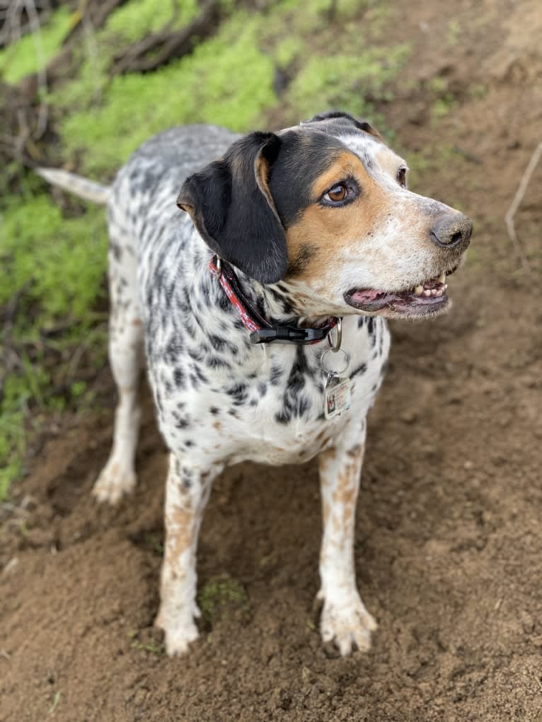 Poppy, a Dalmatian and Beagle mix tested with EmbarkVet.com
