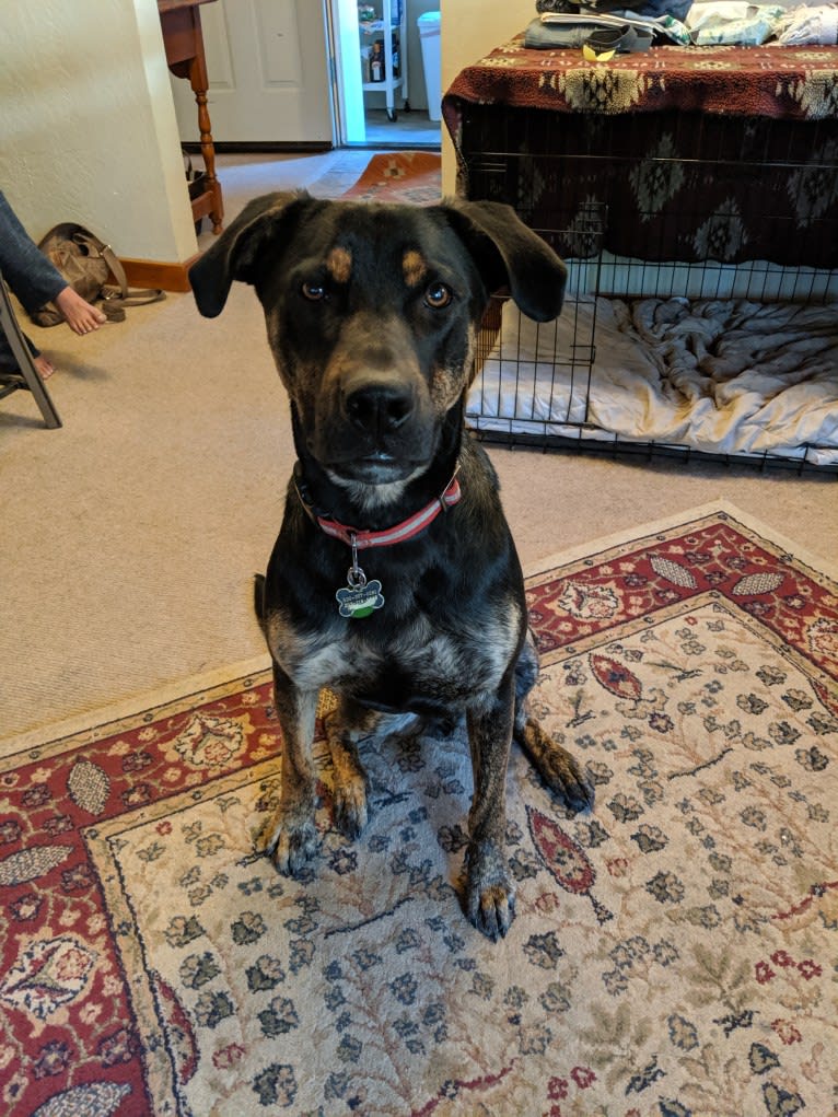 Murphy, a Bullmastiff and German Shepherd Dog mix tested with EmbarkVet.com