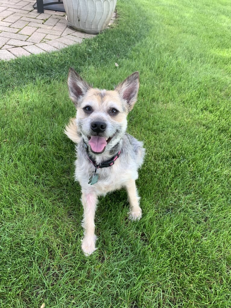 Macey, an Australian Cattle Dog and Chihuahua mix tested with EmbarkVet.com