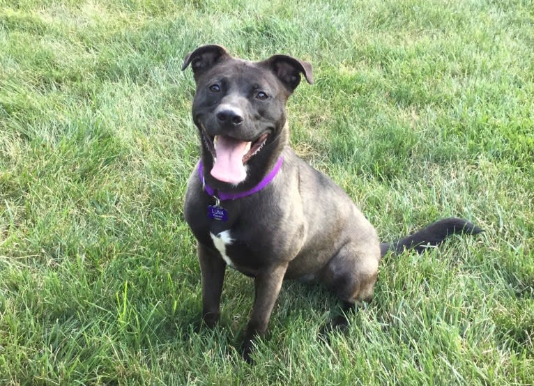 Luna, an American Pit Bull Terrier and Norwegian Elkhound mix tested with EmbarkVet.com