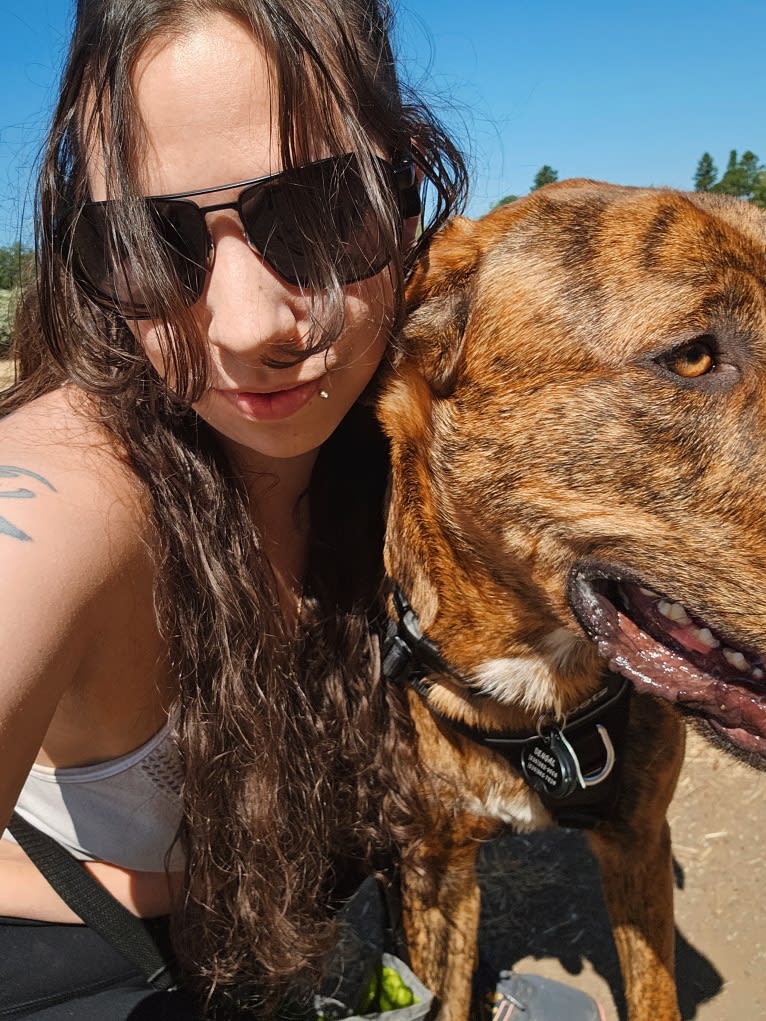 Bengal, a Great Pyrenees and American Pit Bull Terrier mix tested with EmbarkVet.com