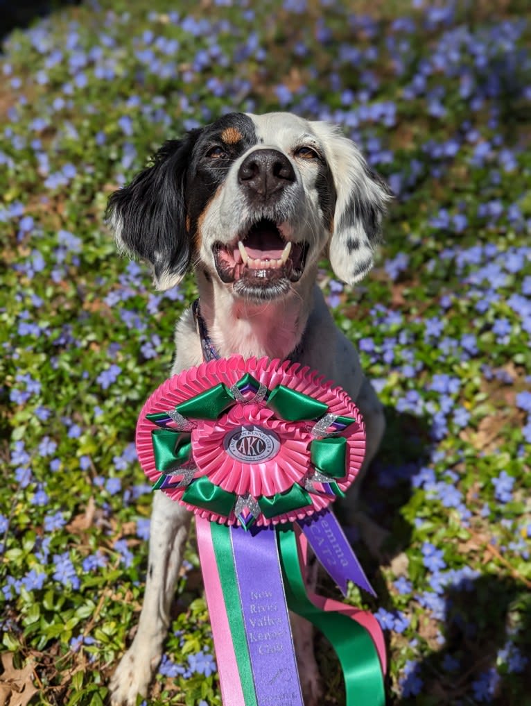 Gemma, a Llewellin Setter tested with EmbarkVet.com