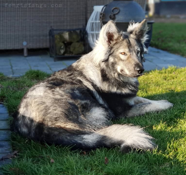 OZAI, a German Shepherd Dog tested with EmbarkVet.com