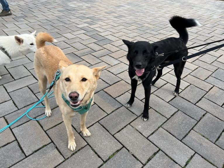 Chesley, a Canaan Dog tested with EmbarkVet.com