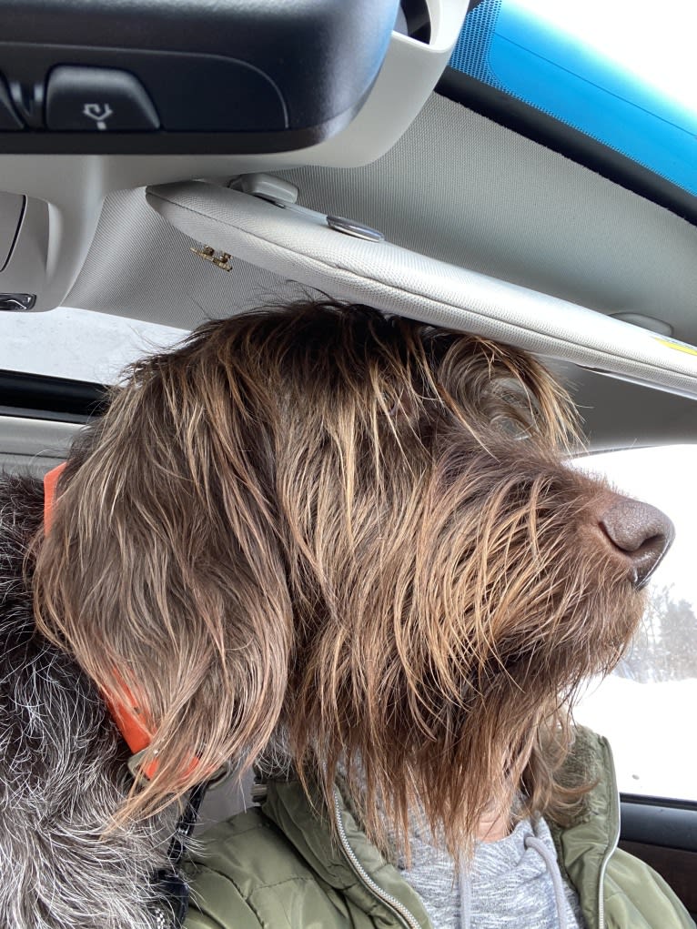 Mifflin, a Wirehaired Pointing Griffon tested with EmbarkVet.com