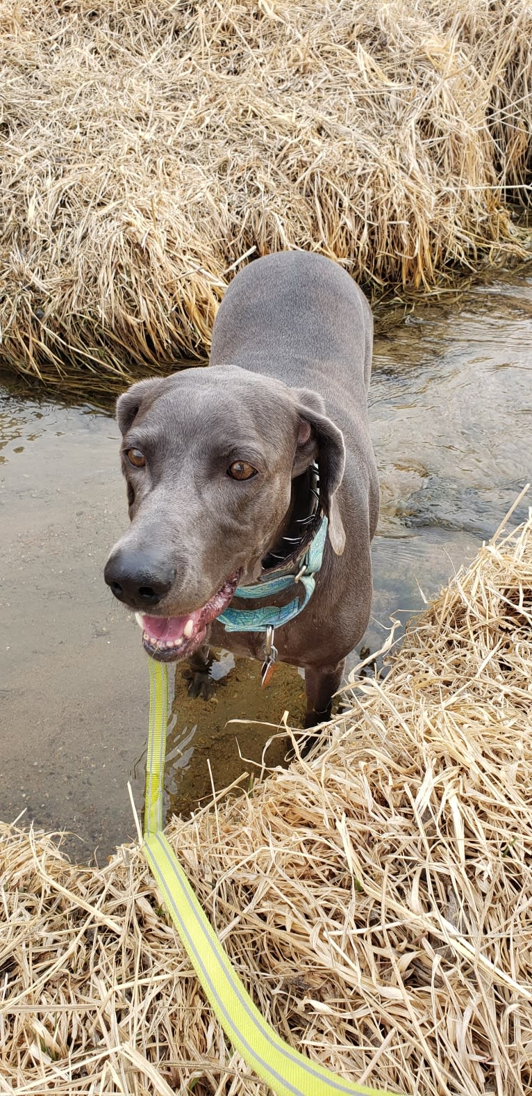 Sophie, a Weimaraner tested with EmbarkVet.com