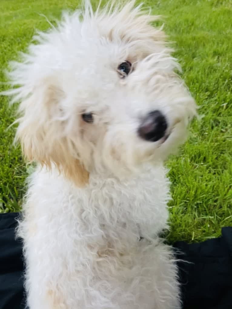 Pax, a Poodle (Small) and Cocker Spaniel mix tested with EmbarkVet.com