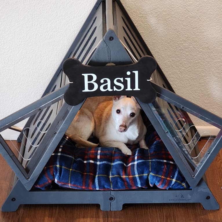Basil, a Chihuahua and Miniature Pinscher mix tested with EmbarkVet.com