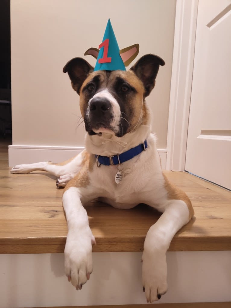 Winston Park, an Akita and American Pit Bull Terrier mix tested with EmbarkVet.com