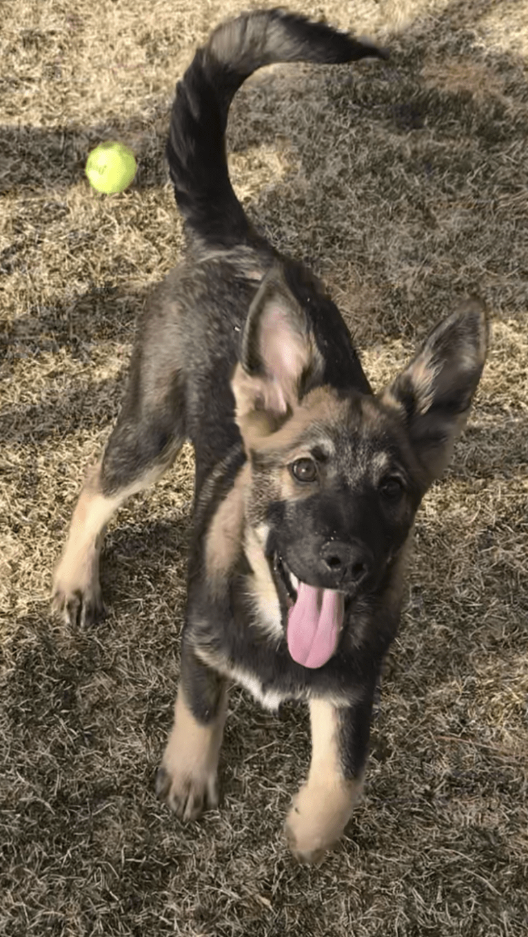 Echo, a German Shepherd Dog and Siberian Husky mix tested with EmbarkVet.com