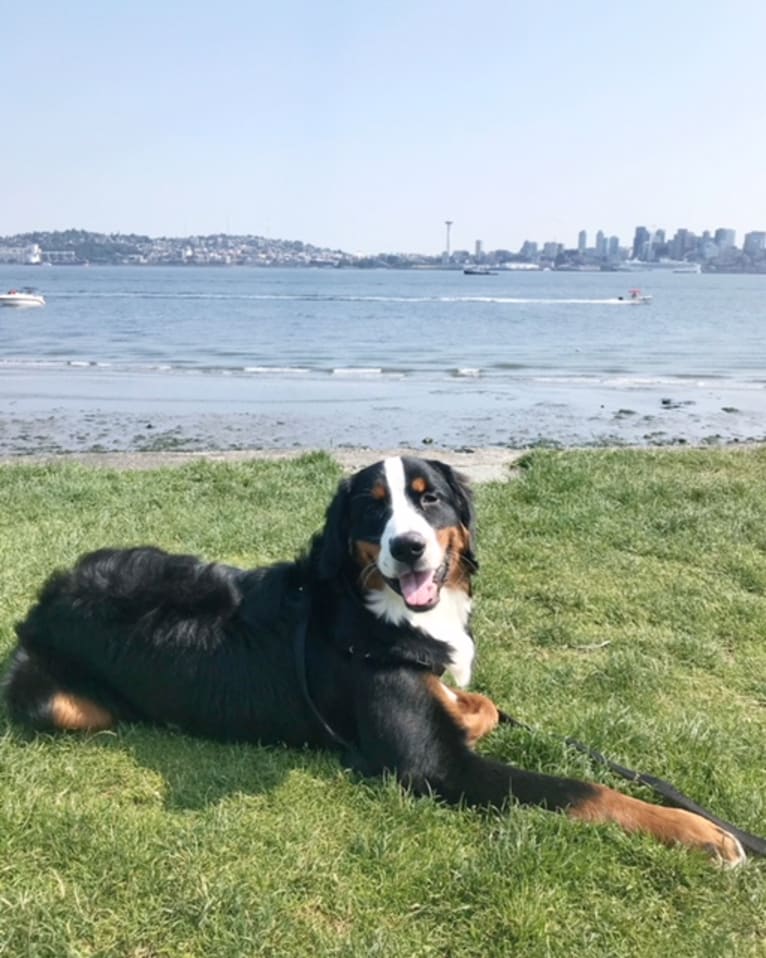 Teddy, a Bernese Mountain Dog tested with EmbarkVet.com