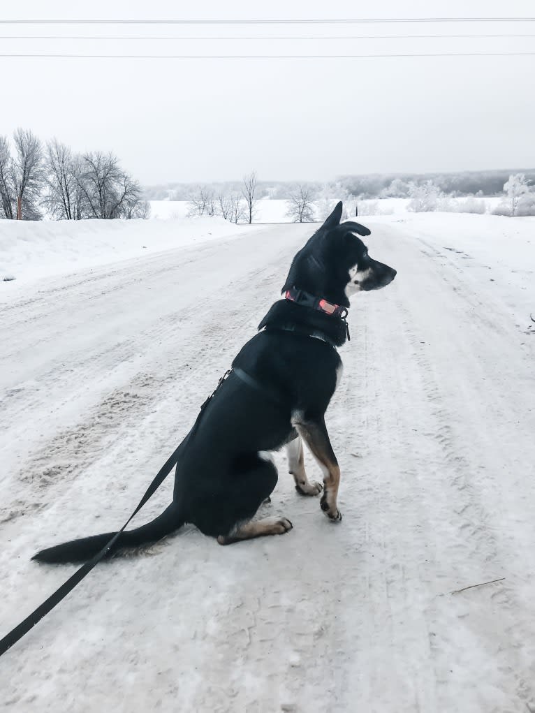 Remington, a Labrador Retriever and German Shepherd Dog mix tested with EmbarkVet.com