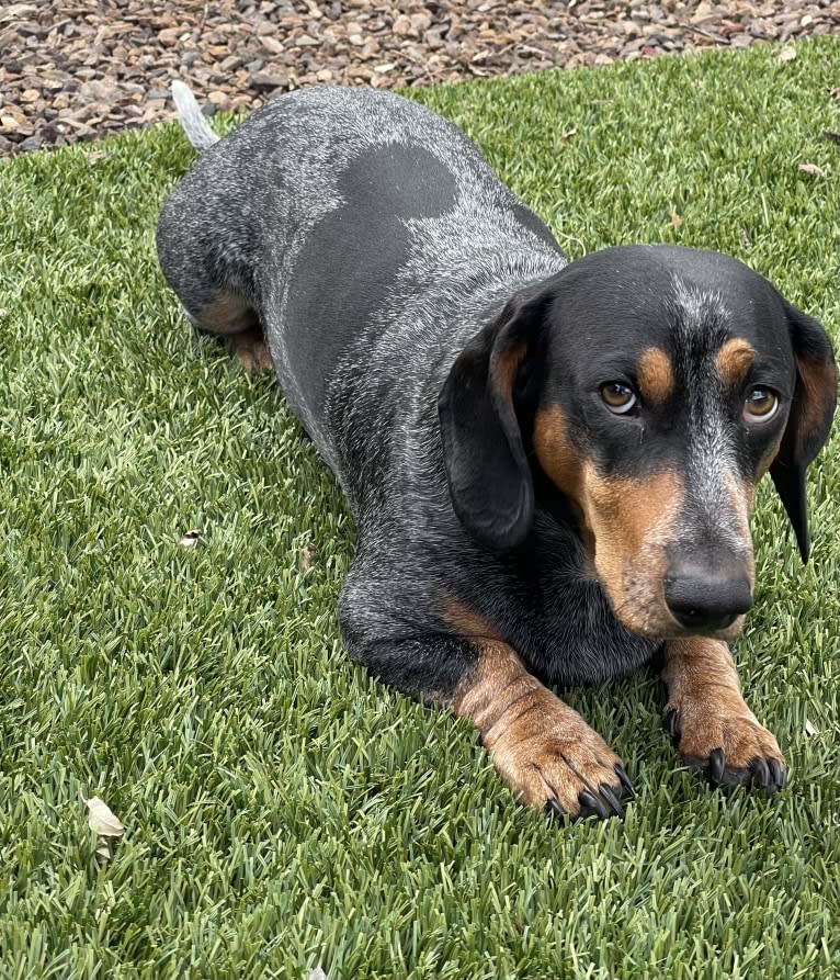 Kingston Stanley Rose, a Dachshund and Basset Hound mix tested with EmbarkVet.com