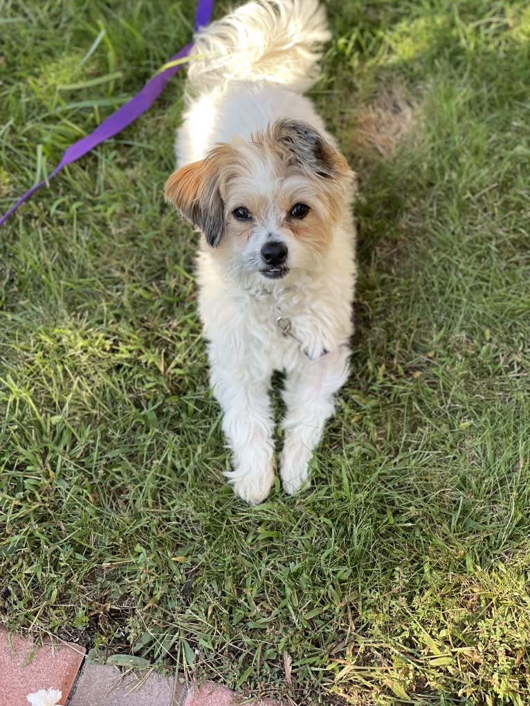 Cleo, a Poodle (Small) and Pekingese mix tested with EmbarkVet.com