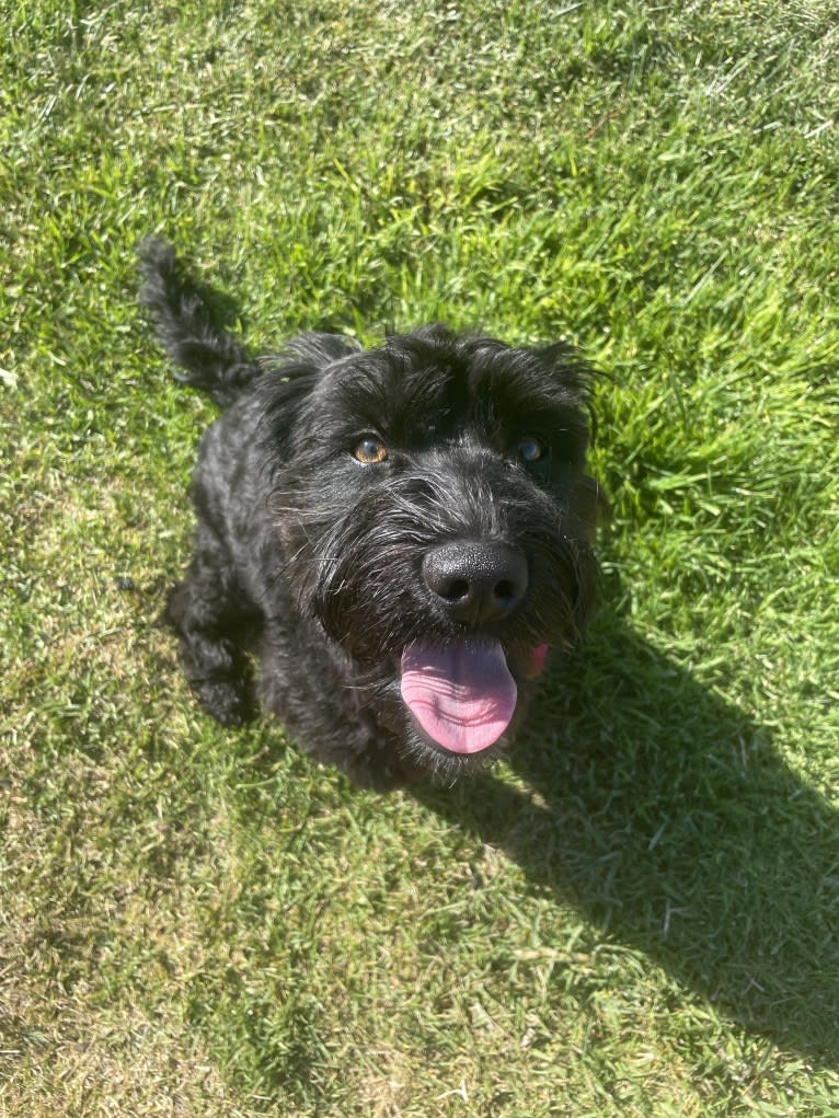 Taleeta, a Miniature Schnauzer and Weimaraner mix tested with EmbarkVet.com