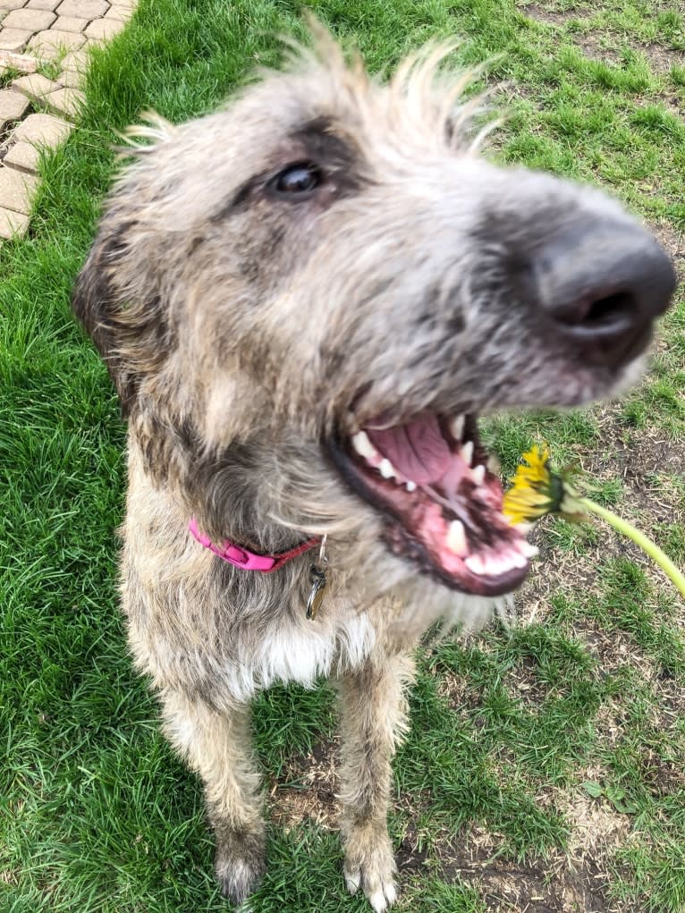 Beatrice, an Irish Wolfhound tested with EmbarkVet.com