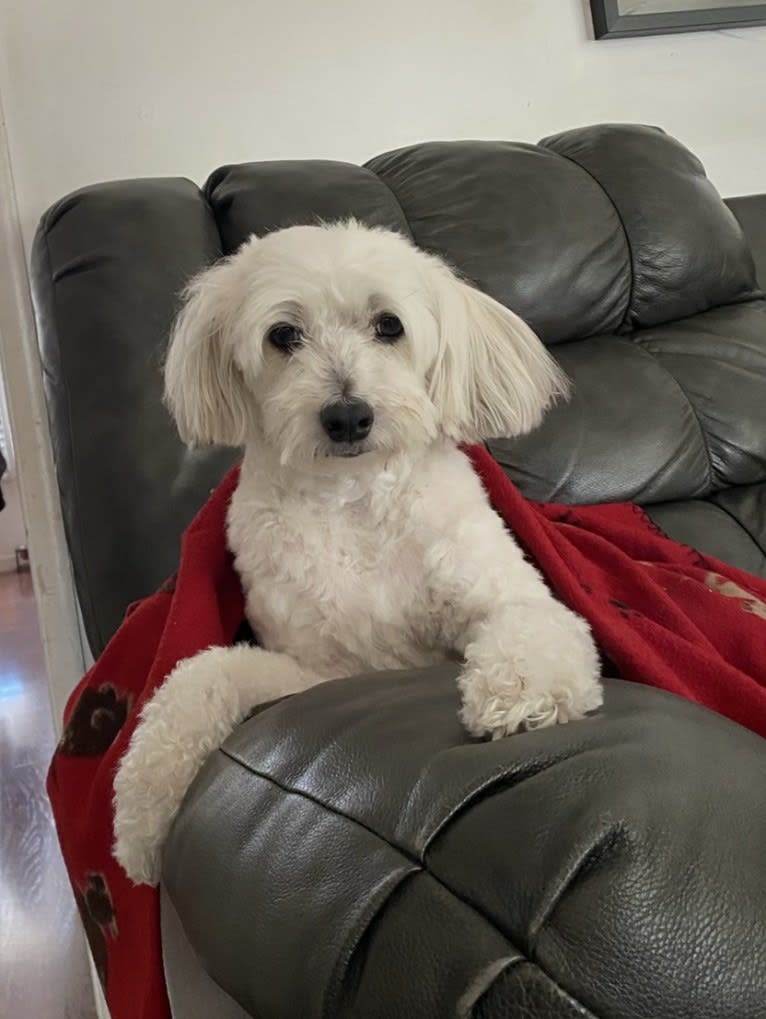 Jack, a Chinese Crested tested with EmbarkVet.com