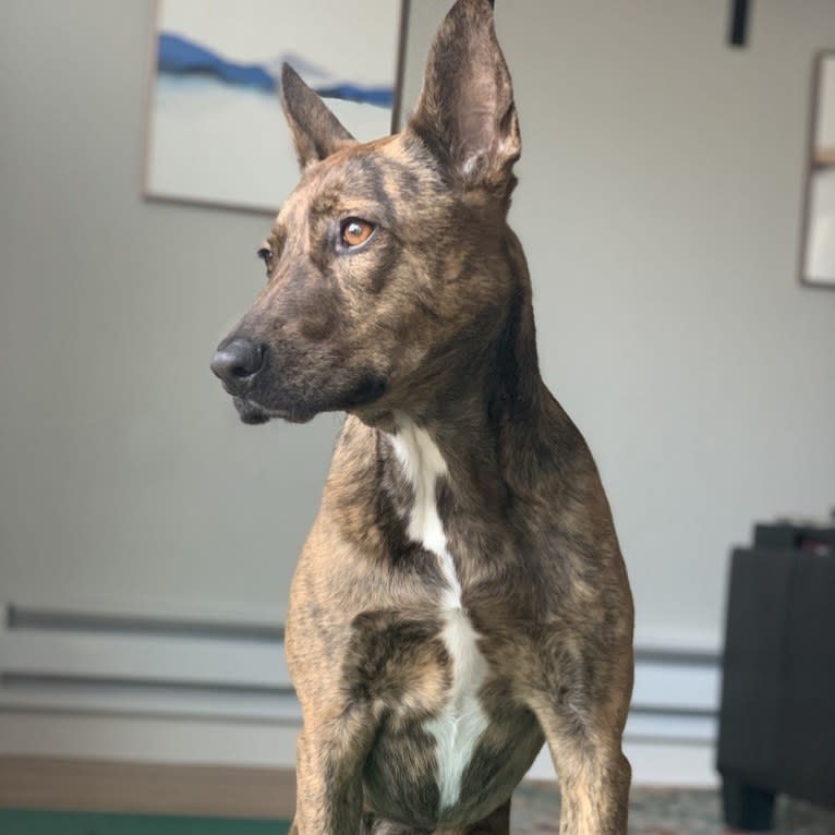 Rey, an American Pit Bull Terrier and Australian Cattle Dog mix tested with EmbarkVet.com