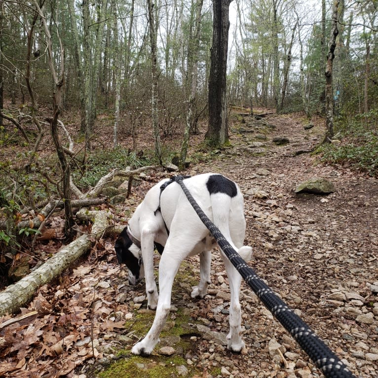 Dublin, an American Foxhound and Labrador Retriever mix tested with EmbarkVet.com