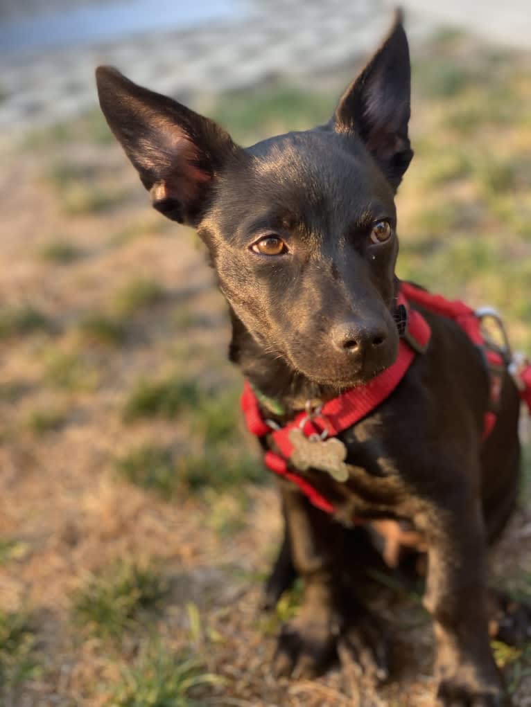 Doby, an Australian Cattle Dog and Miniature Pinscher mix tested with EmbarkVet.com