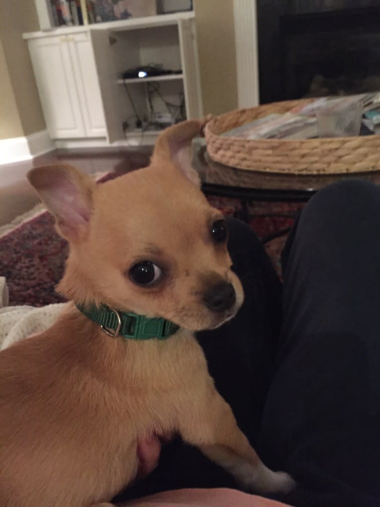 Bixby, a Chihuahua and Cocker Spaniel mix tested with EmbarkVet.com