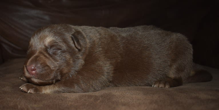 Bell's whiskey bear von Wolfgang haus, a German Shepherd Dog tested with EmbarkVet.com