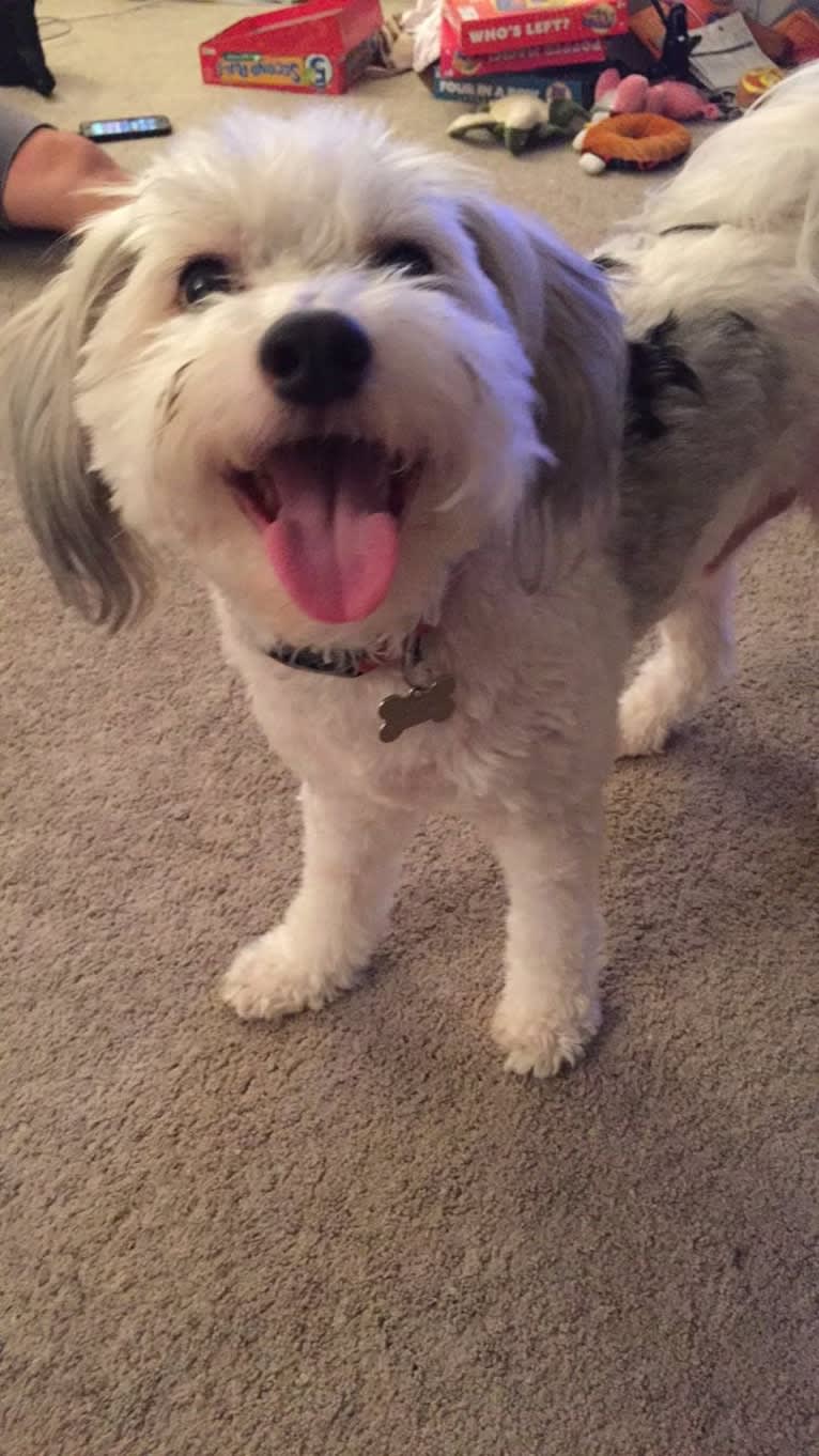 Jack, a Chinese Crested tested with EmbarkVet.com