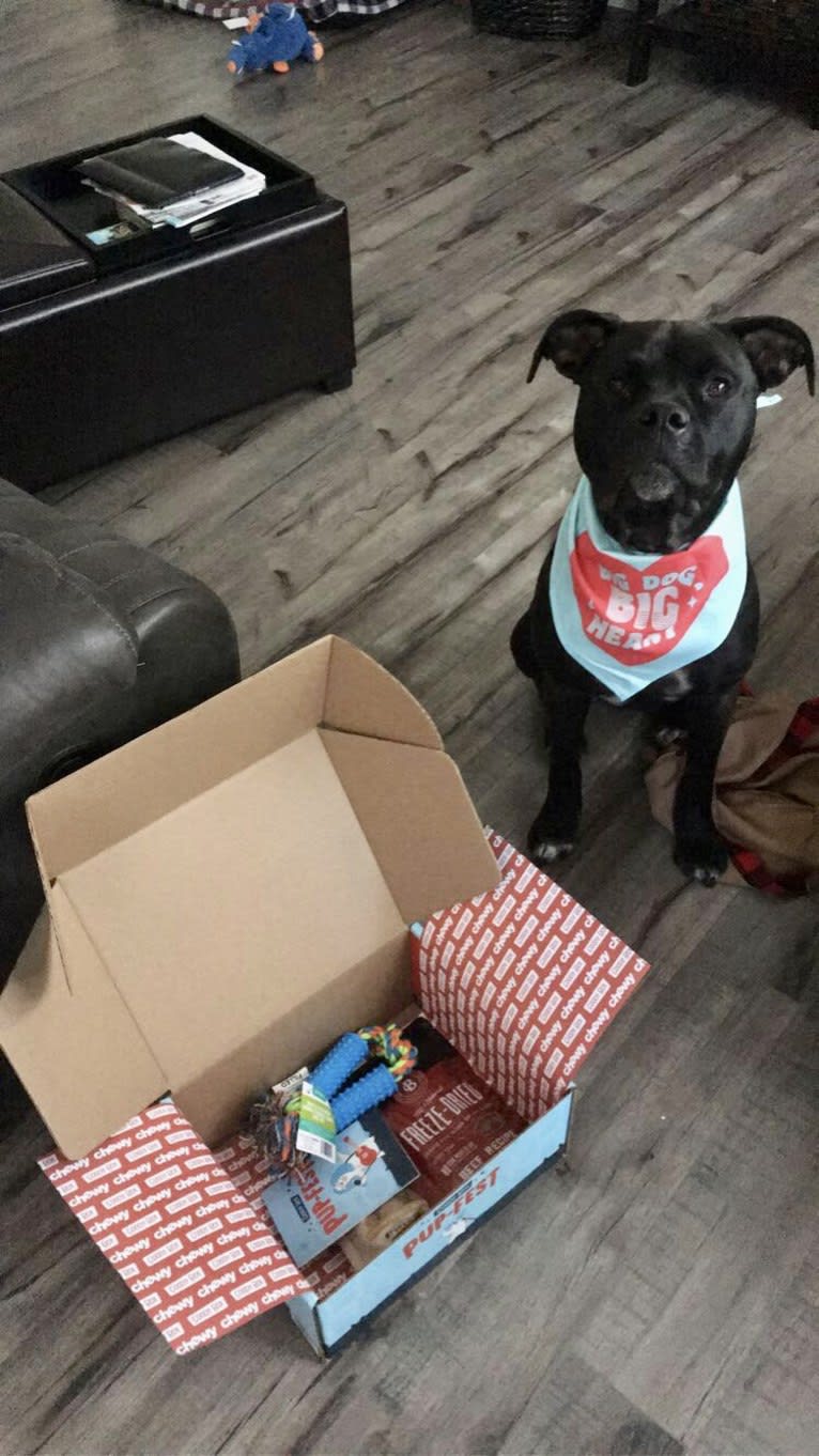 Zhala, a Cane Corso and American Pit Bull Terrier mix tested with EmbarkVet.com