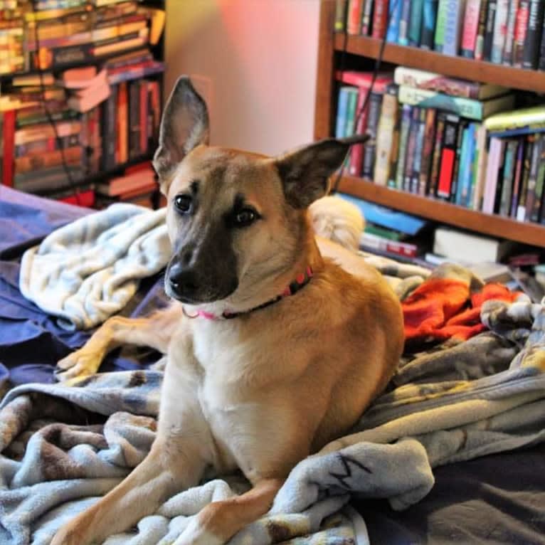 Lucy, a Northern East African Village Dog tested with EmbarkVet.com