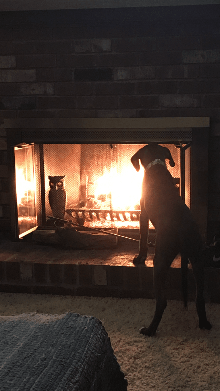 Kevlar, a Catahoula Leopard Dog and Mountain Cur mix tested with EmbarkVet.com