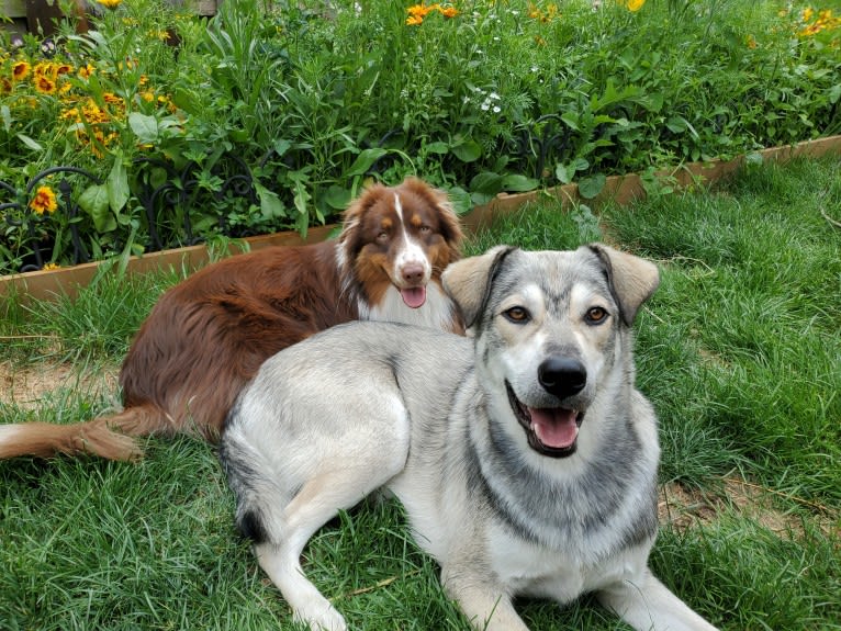 Timber, a Siberian Husky and American Bulldog mix tested with EmbarkVet.com