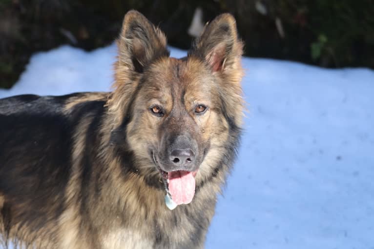 Heilung, a German Shepherd Dog tested with EmbarkVet.com