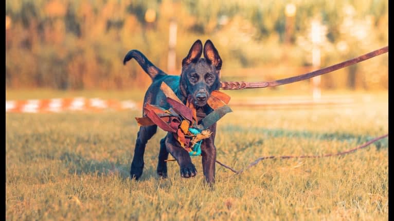 Franky, a Belgian Shepherd tested with EmbarkVet.com