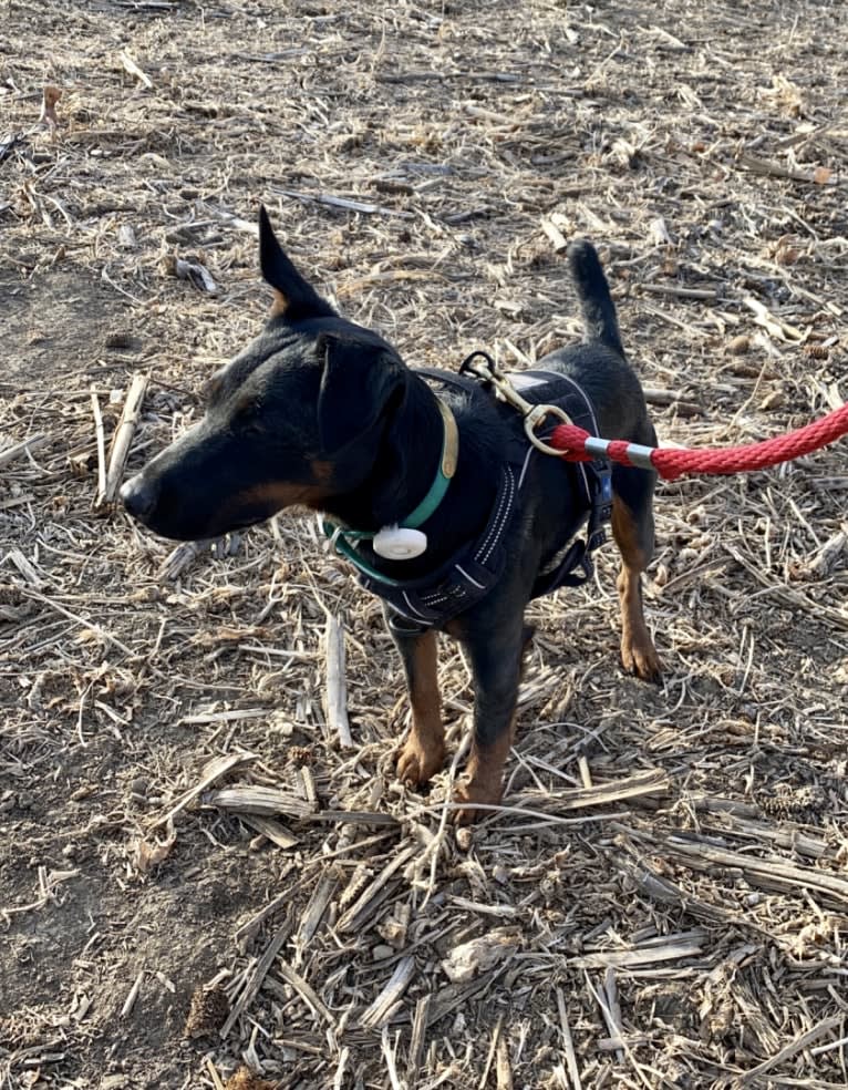 Jude, a Jagdterrier tested with EmbarkVet.com