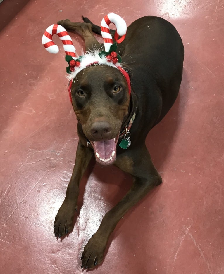 Minerva, a Doberman Pinscher and Golden Retriever mix tested with EmbarkVet.com