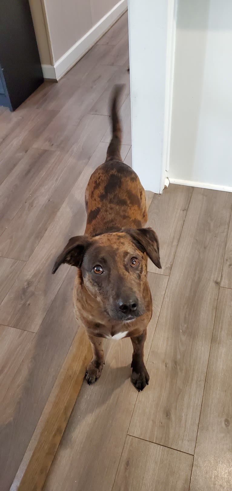 Blake, an American Bully and Dachshund mix tested with EmbarkVet.com