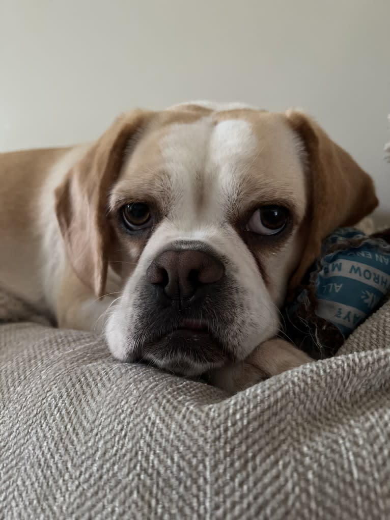 Honey, a Puggle tested with EmbarkVet.com