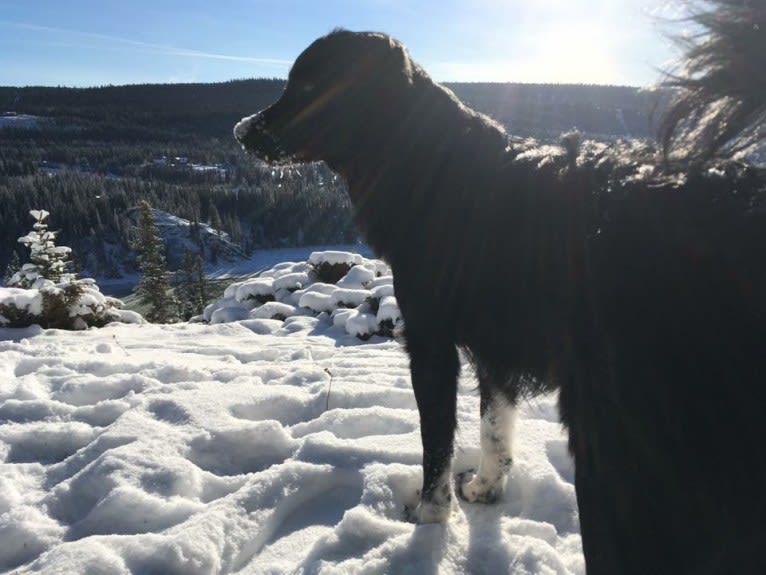 Aloe Vera, a Rottweiler and Border Collie mix tested with EmbarkVet.com