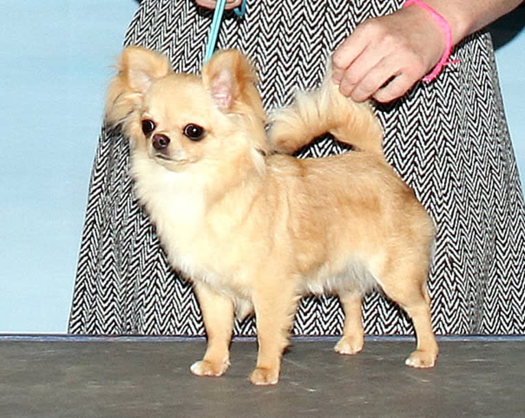 Siren, a Chihuahua tested with EmbarkVet.com