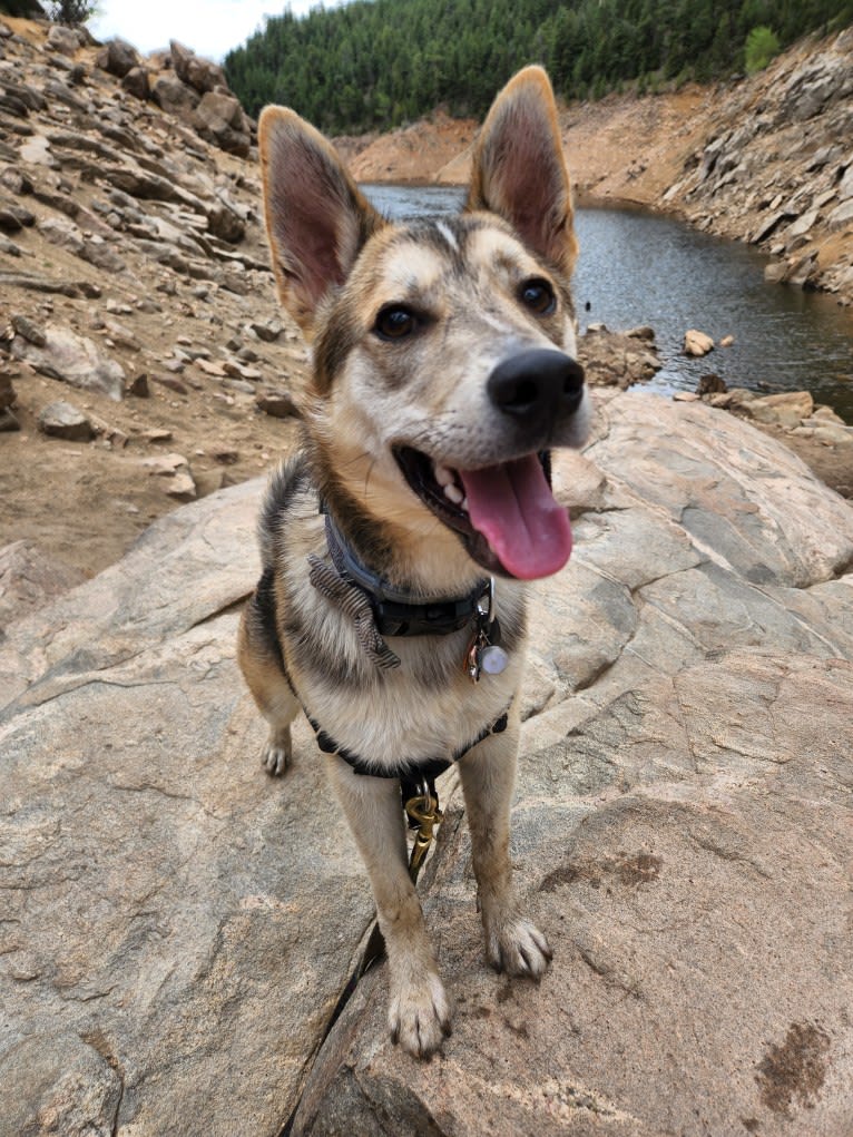 Max, a German Shepherd Dog and Alaskan Malamute mix tested with EmbarkVet.com