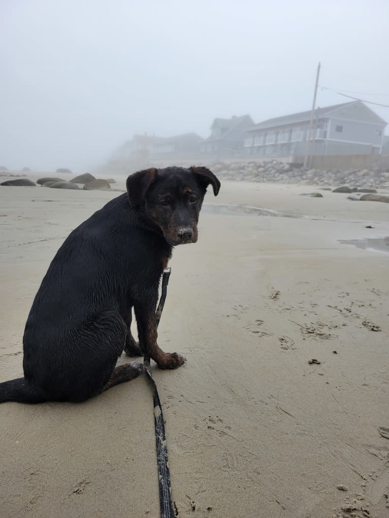 Zuko, a German Shepherd Dog and Rottweiler mix tested with EmbarkVet.com