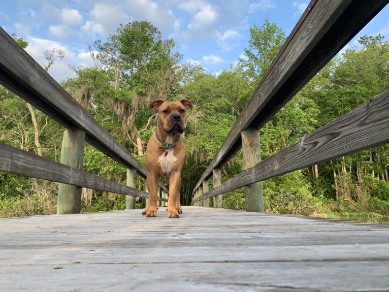 Gus, an American Bully and American Bulldog mix tested with EmbarkVet.com