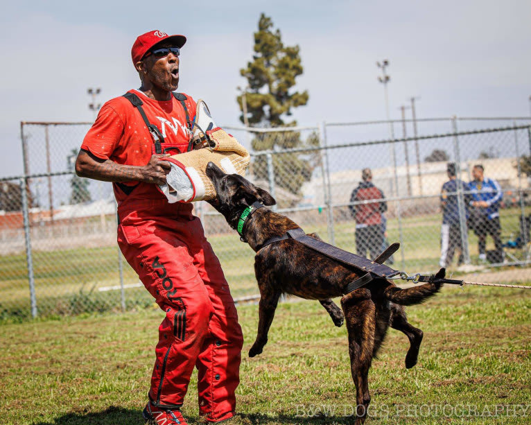 Static, a Dutch Shepherd tested with EmbarkVet.com