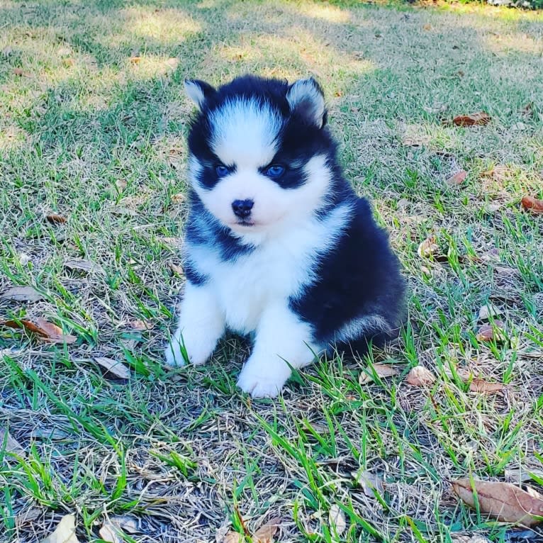 Kyan, a Pomsky tested with EmbarkVet.com