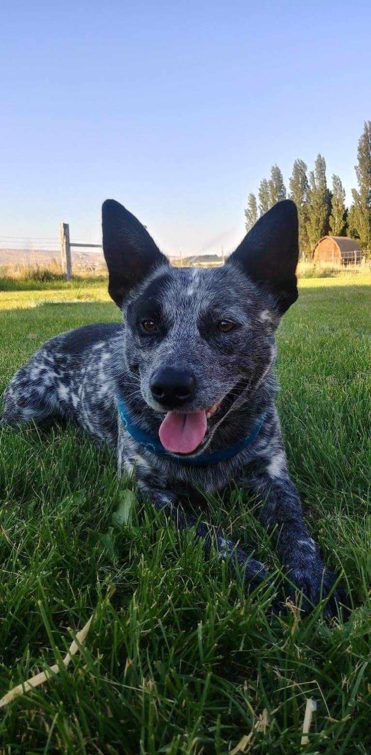 Zip, an Australian Cattle Dog tested with EmbarkVet.com