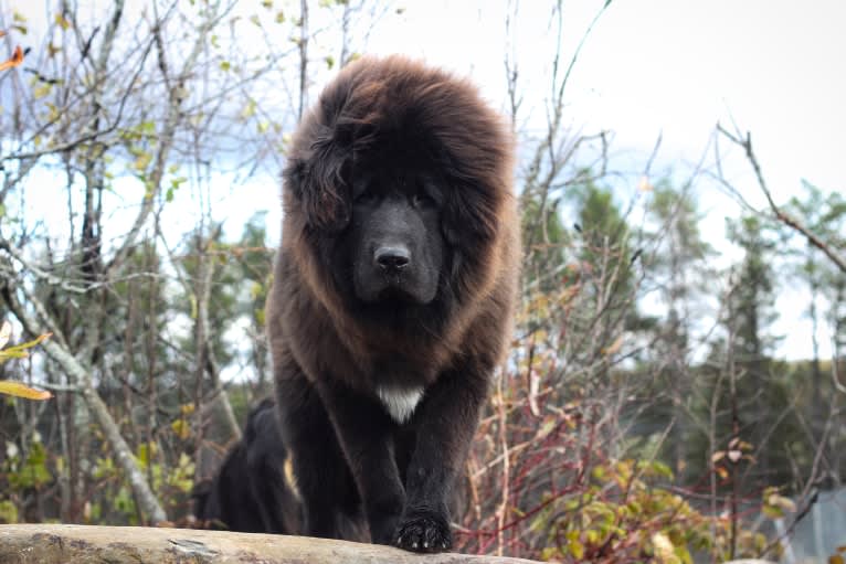 Kaleb, a Tibetan Mastiff tested with EmbarkVet.com