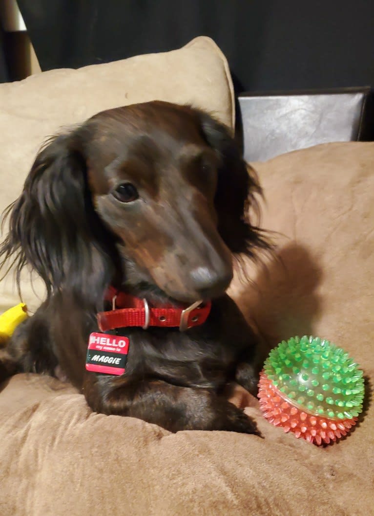 Maggie, a Dachshund tested with EmbarkVet.com