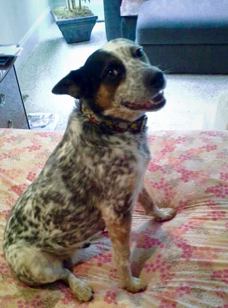 JOI, an Australian Cattle Dog and Russell-type Terrier mix tested with EmbarkVet.com