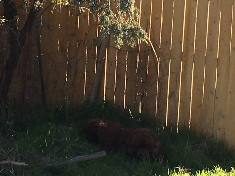 Rosey, a Newfoundland and Siberian Husky mix tested with EmbarkVet.com