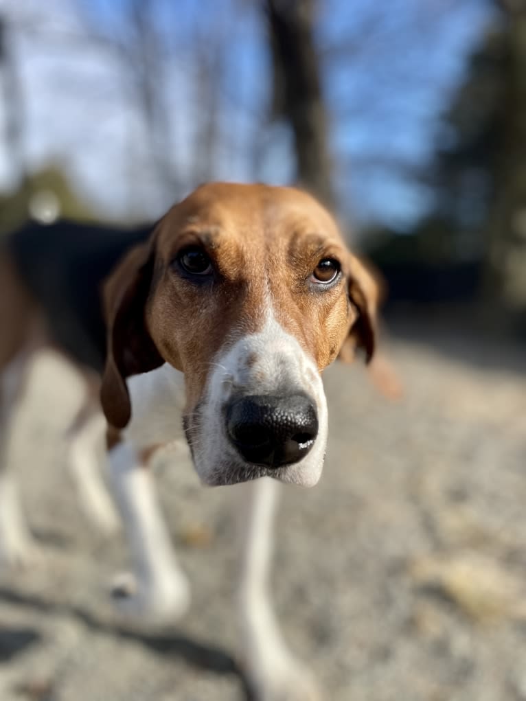 Roxy, a Treeing Walker Coonhound tested with EmbarkVet.com